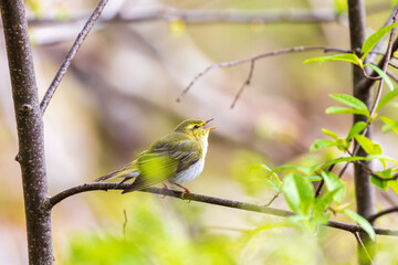 Canvas Print - Wood warbler singing on a tree branch at spring