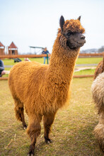 Lamas In Contact Zoo With Domestic Animals And People In Zelcin, Czech Republic.
