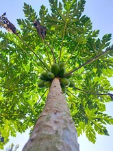Papaya Fruit, Which Is Still Atop A Tall Tree, Is Taken By The Camera From Below