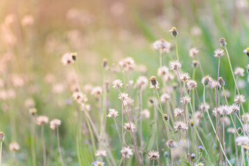 Wall Mural - Close up of beautiful flower blooming in garden in spring nature background