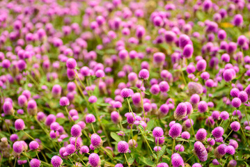 Wall Mural - Close up of beautiful pink flower blooming in garden in spring nature background