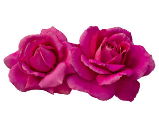 Wall Mural - Pink roses arrangement isolated on white background. Detail for creating a collage