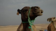 Front View Of A Camel Chewing In Slow Motion