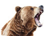 an isolated grizzly bear roaring and growling portrait, North American, mountain-themed photorealistic illustration on a transparent background in PNG. Ursus arctos horribilis. Generative AI