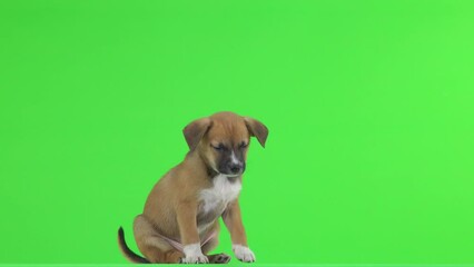 Canvas Print - brown puppy sits and stands on a green screen