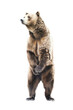 an isolated grizzly bear standing up on hind legs, front-view portrait, North American, photorealistic illustration on a transparent background in PNG. Ursus arctos horribilis. Generative AI