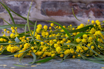 Wall Mural - Mimosa flowers. Essential bottle of mimosa flowers for aromatherapy. natural essential oil