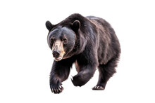 An Isolated Black Bear Running And Walking, Side-view Portrait, North American, Mountain-themed Photorealistic Illustration On A Transparent Background In PNG. Ursus Americanus. Generative AI