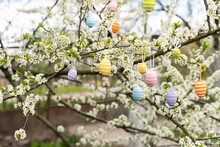 Beautiful Easter Painted Eggs In The Branches Of A Blossoming Apple Tree