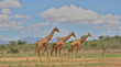side view of a tower of three reticulated giraffes walking together in the wild savannah of buffalo springs national reserve, kenya