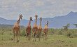 a tower of reticulated giraffe walking together with their backs showing in the wild savannah of buffalo springs national reserve, kenya, and with sky in the background
