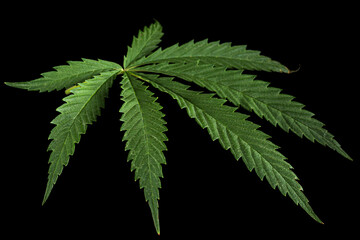 Green leaf of cannabis, isolated on black background