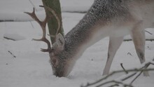 Fallow Deer Grazing In The Snow, Closeup