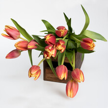 Tulpen / Frühling