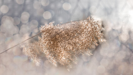 Fototapete - Background of dry fluffy sprig of grass close-up with bokeh effect. Horizontal frame. Selective focus.