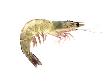 pacific white shrimp isolated on transparent background with clipping path, singlepacific white shrimp with clipping path and alpha channel.  for both printing and web pages. 