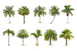 Green palm tree isolated on transparent background with clipping path, single palm tree with clipping path and alpha channel. are Forest and foliage in summer for both printing and web pages.
