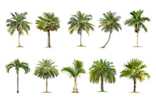 Green Palm Tree Isolated On Transparent Background With Clipping Path, Single Palm Tree With Clipping Path And Alpha Channel. Are Forest And Foliage In Summer For Both Printing And Web Pages.
