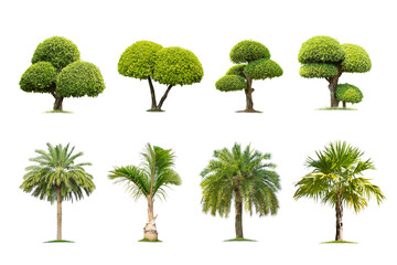 Wall Mural -  Tako, palm tree collection isolated on transparent background with clipping path, Tako, palm tree with clipping path and alpha channel. are Forest and foliage in summer for both printing and web page