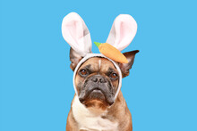Fawn French Bulldog Dog Wearing Easter Bunny Costume Ears Headband On Blue Background