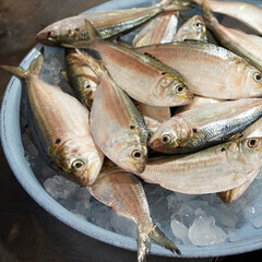 Wall Mural - freshly caught horse mackerel at the fish market