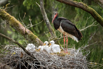 Black stork with chickens in the nest. Wildlife scene from nature. Bird Black Stork with red bill, Ciconia nigra, sitting on the nest in the forest. Animal spring nesting behavior in the forest.