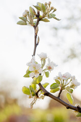 Poster - Blooming pear in early spring in the garden on a sunny day