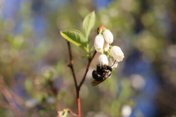 Wall Mural - Bee pollinating blue berry bush flower