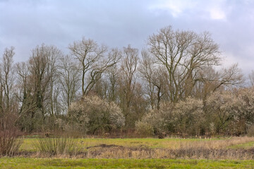 Wall Mural - Wetlands in early spring, with bare trees and flowering blackthorns under a cloudy sky in Bourgoyen nature reserve, Ghent, Flanders, Belgium 