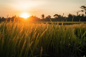 Canvas Print - Rice spike in rice fields. Green paddy rice field in the morning. Generative AI