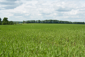 Wall Mural - Beautiful green wheat field in countryside.