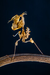 Phyllocrania paradoxa, common name ghost mantis, is a small species of mantis from Africa remarkable for its leaf-like body