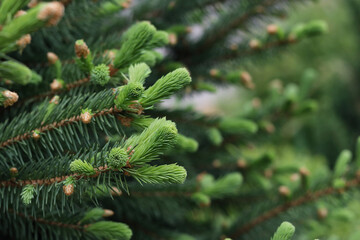 Fresh spruce branch in spring forest. Fir branches with fresh green shoots. Young growing fir tree sprouts on branch. Green buds. Natural coniferous background texture. Spring nature. Tree twig