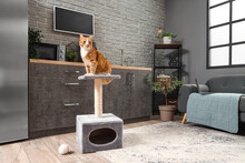Funny Red Cat Sitting On Scratching Post At Home