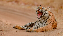 Tiger Yawning Outdoor