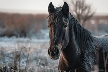 A Dark Colored Horse In The Frost. Generative AI