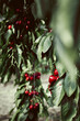 Sweet cherry trees with ripe berries in orchard, summer harvest time. Summer monoculture garden