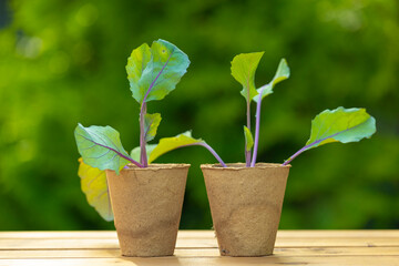 Kohlrabi seedlings in cups on a wooden table in a green summer sunny garden.Growing Organic Clean Vegetables.Green vegetables seedlings. 