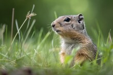 European Ground Squirrel On A Grassy Field. The Species Spermophilus Citellus. Generative AI