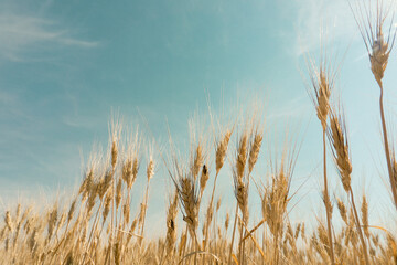 Low angle view of barley grains in agricultural field