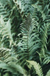 Minimalistic closeup shot of green fern, texture and abstract shapes. Minimalism in nature