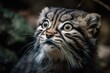 One adorable Manul kitten (also known as the Pallas's cat or Otocolobus manul) is seen in an up close, low angle photograph. Generative AI