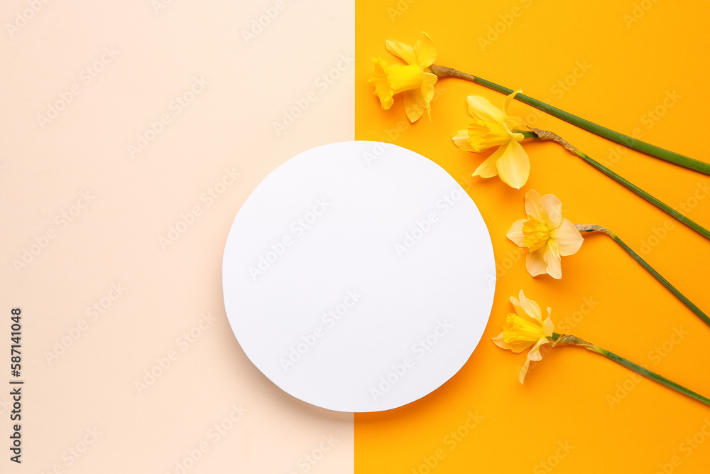Beautiful narcissus and round blank card on color background