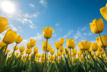 A Field Of Yellow Tulips Under A Blue Sky 