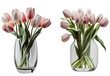 Group of 2 vases of pink and white tulip Spring flowers.  Isolated on transparent background. Created using Generative AI.