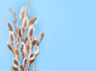 happy easter background. branch of pussy willow on blue background. copy spase