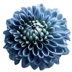 Wall Mural - Blue dahlia flower on transparent background, created with generative AI