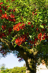 Wall Mural - Blooming tree Erythrina crista - galli with large red flowers