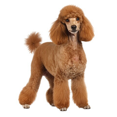 Poster - Poodle dog isolated on  transparent