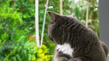 Funny Cat Lies On Fence Around Neg Green Leaves Trees. Beautiful Cat Is Enjoying Tranquility In Backyard. Life Of Pets On Street. Close-up Of Gray Cat Watching World Around. Pet Is Beautiful And Calm